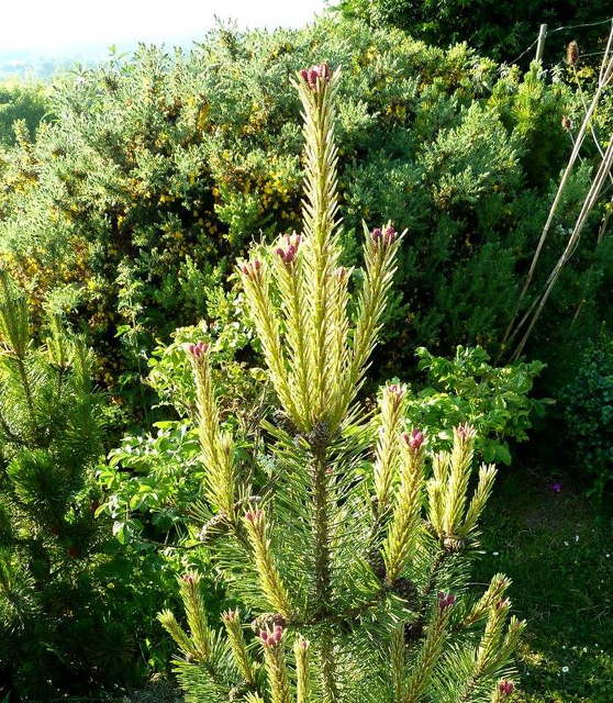 Pinus mugo 'Hrsholm' (Hoersholm)